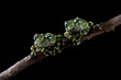 Vietnamese mossy frog on branch, moss tree frog isolated on black