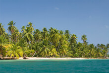 Palm trees along the green water with blue sky; Diadup island san blas islands panama