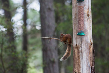 Squirrel Sitting On A Tree Branch Eating Seed From A Bird Feeder; Highlands Scotland