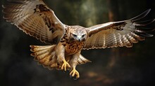 An Image Of A Red-tailed Hawk In A Dramatic Flight Pose