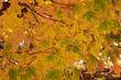 Autumn Foliage Colorful Leaves in a Park