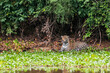 © Designpics - Female jaguar hunts along the pixiam river; Pantanal brazil
