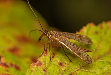 Sticker - A light brown scorpion fly sits on the edge of a withering leaf of a bush.