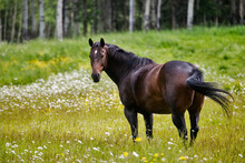 Horse In A Field; British Columbia, Canada