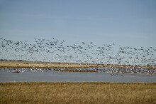A Large Flock Of Birds Take Flight Over A Body Of Water; Saskatchewan, Canada