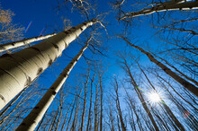 Low Angle View Of Tall Leafless Aspen Trees Against A Blue Sky And Sunshine; Alberta, Canada