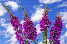 Blossoming Purple Foxgloves; Wales