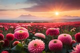 sunset in the dahlia field AI Generated