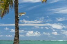 Palm Tree With Cctv Camera Attached To It On Beach; Republic Of Mauritius