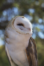 Common Barn Owl (Tyto Alba), Saguaro National Park, West-Tucson Mountain District; Arizona, United States Of America