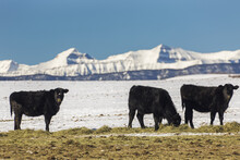 Cattle In Snow Covered Field Feeding On Hay With Snow Covered Mountains In The Background With Blue Sky; Longview, Alberta, Canada