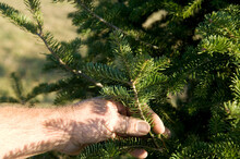 Man's Hand Holding A Branch Of A Canaan Fir Tree (Abies Balsamea Var. Phanerolepis) At A Tree Farm; Blue Hill, Nebraska, United States Of America