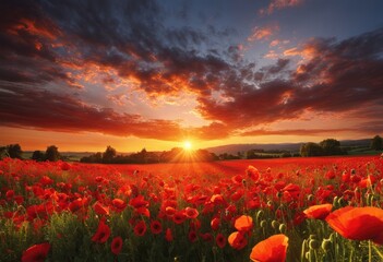 field of poppies at sunset.