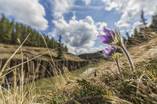 Crocus Growing On The Top Of The Cliffs Along Miles Canyon; Whitehorse, Yukon, Canada