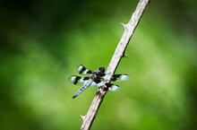 A Dragonfly Rests In An Opening; Ridgefield, Washington, United States Of America