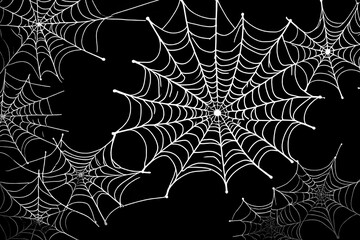 spider on web