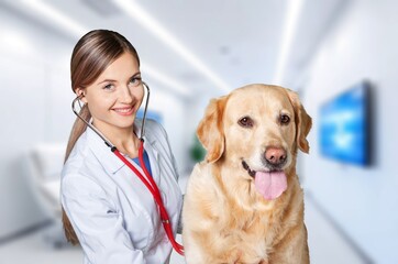 Canvas Print - Veterinarian examining young cute dog in clinic