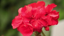Red Geranium Flowers Plant Petal Blossom Close Up