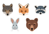 Fototapeta Pokój dzieciecy - Cute Forest animals faces front view. Wild woodland mammal animal head collection. Fox, wolf, hare, bear and raccoon face. Vector illustration isolated on white background.