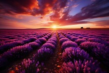 Beautiful Lavender Field At Sunset