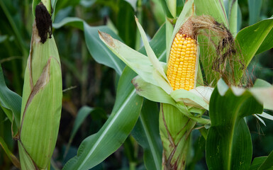 Wall Mural - ripe corn on the field