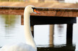 © Andrzej Michaluk - biały łabędź na brzegu jeziora, w tle drewniany pomost