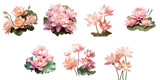 Png Set Pink lotus bouquet on a transparent background