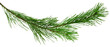 © 151115 - Spruce, fir or pine tree branch ,needles. Fresh forest coniferous sprig. Fluffy twig of winter plant.on transparent, png