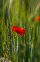 Wall Mural - Klatschmohn