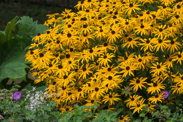 Poster - Gelber Sonnenhut (Rudbeckia)