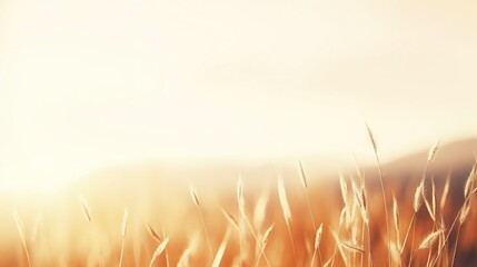 Abstract warm landscape of dry wildflower and grass