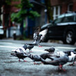 The Coolest New York Pigeon