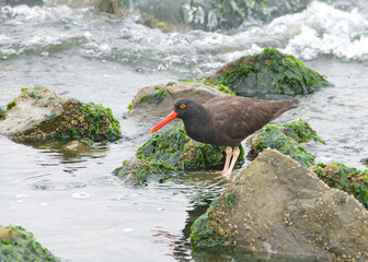 one black oystercatchers in shallow water, looking for food. the black oystercatcher is a species of