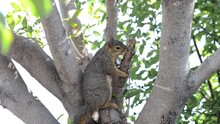 HD Video Of A Squirrel Perched On Branches In A Tree. The Fox Squirrel, Sciurus Niger, Also Known As The Eastern Fox Squirrel, Is The Largest Species Of Tree Squirrel Native To North America.
