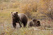 © Iva - Brown grizzly bear with her small cub
