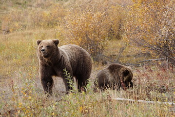 brown grizzly bear with her small cub