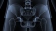 male skeleton vertebral column bones anatomy. 3d illustration