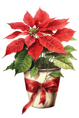 Wall Mural - poinsettia plant vintage illustration isolated on a transparent background, generative ai