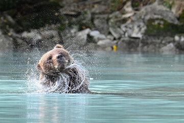 Wall Mural - A brown bear shakes off excess water after diving in search of sockeye salmon in Crescent Lake, part of the Lake Clark National Park and Preserve, Alaska.