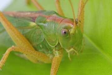 Wall Mural - Small green grasshopper. Macro photography of insect