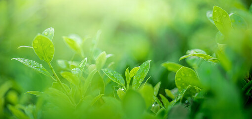 Wall Mural - nature of green leaf in garden at rainy season under sunlight. natural bokeh of green leaves plants 