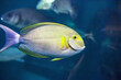 Yellowfin surgeonfish swimming in sea. Acanthurus xanthopterus or Cuviers surgeonfish, side view