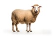 A sheep standing in front of a white background created with Generative AI technology