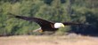 © SJM 51 - Bald Eagle (Haliaeetus leucocephalus) in flight, Campbell River, British Columbia, Canada.