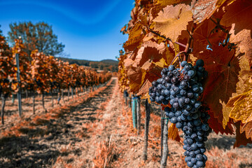 Wall Mural - blue merlot grapes in autumn vineyard