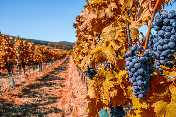 Wall Mural - blue merlot grapes in autumn vineyard