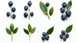 Frische Blaubeeren / Blueberry mit einzelnen Blättern isoliert auf weißem Hintergrund with generative KI
