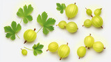 Frische Stachelbeere  mit einzelnen Blättern isoliert auf weißem Hintergrund, gooseberry with generative KI