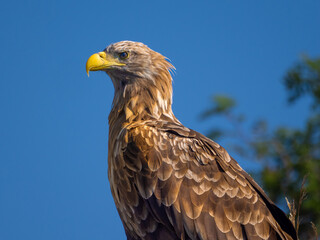 Poster - White-tailed eagle (Haliaeetus albicilla) also known as sea eagle fishing on the spectacular waters of the Trollfjord (Trollfjorden), Lofoten Islands, Nordland, Norway