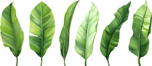 Set Of Watercolor Banana Leaves On Isolated White Background, Set Tropical Leaves, Tropical Banana Leaves Set